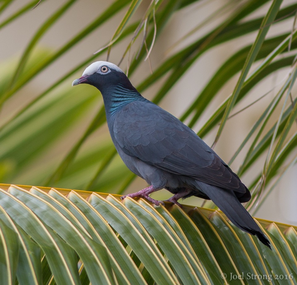 White-crowned Pigeon - ML27382241