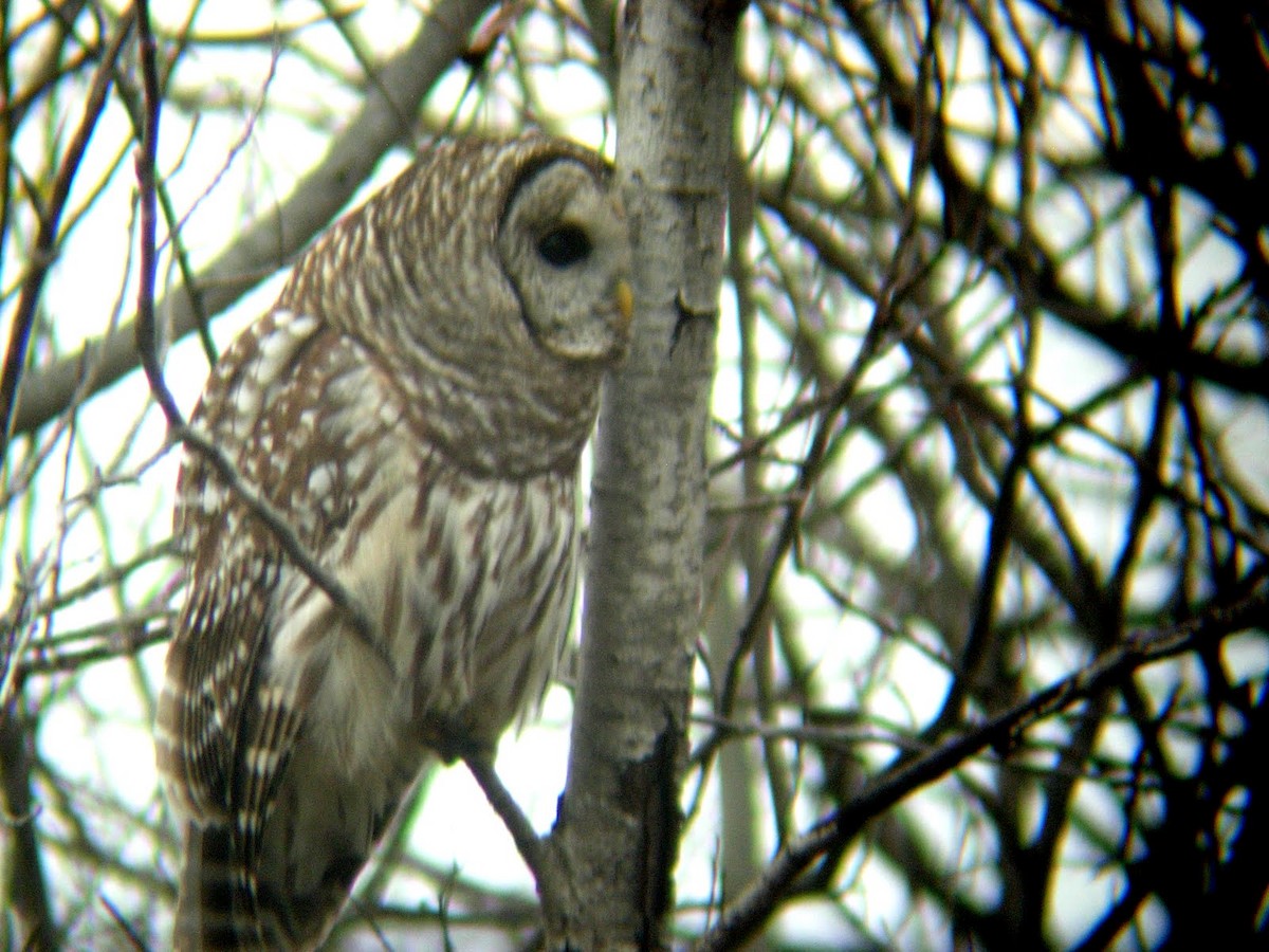 Barred Owl - ML273827651