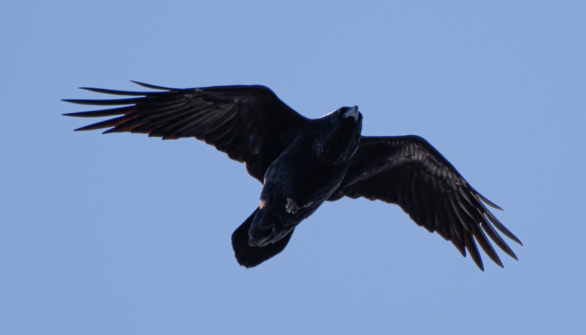 Common Raven - ML273830421