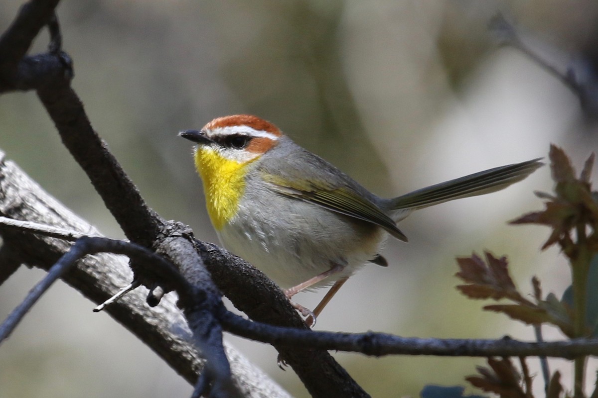 Rufous-capped Warbler - ML27383391