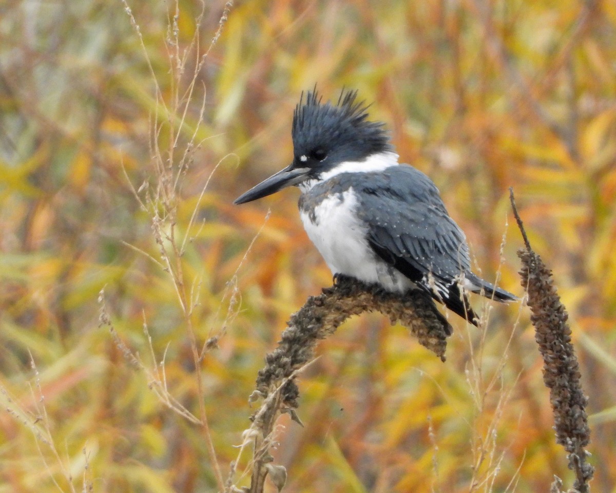 Belted Kingfisher - ML273834051