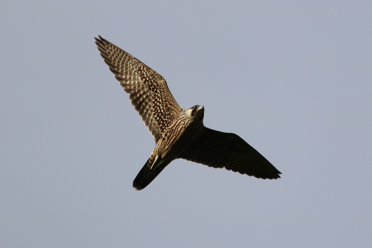 Peregrine Falcon - Philip Andescavage