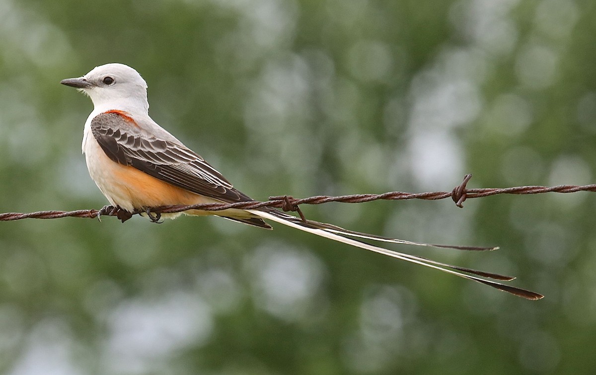 Scissor-tailed Flycatcher - Charles Lyon