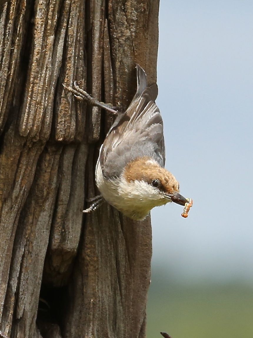 Brown-headed Nuthatch - ML27385091