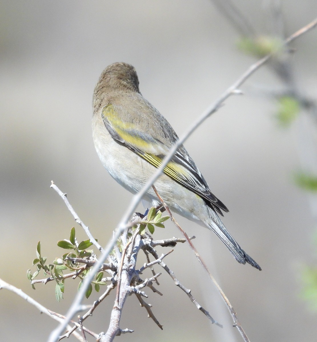 Lawrence's Goldfinch - ML273853241