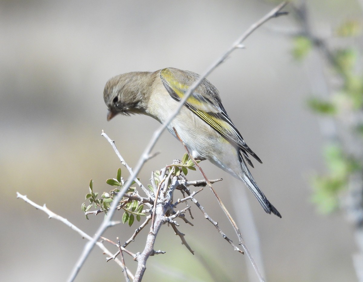 Lawrence's Goldfinch - ML273853251