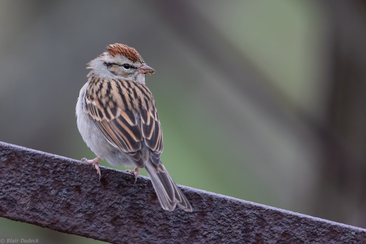Chipping Sparrow - ML273853811