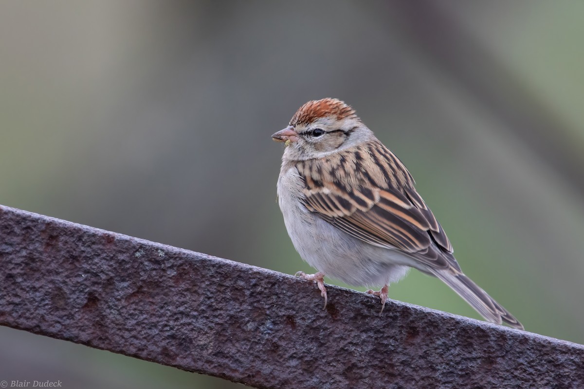 Chipping Sparrow - Blair Dudeck