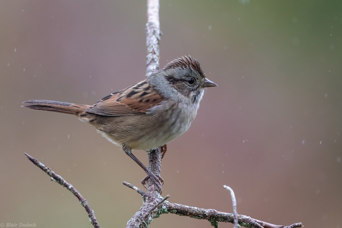 Swamp Sparrow - ML273855031