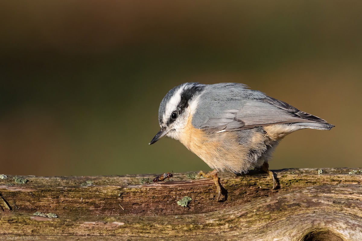 Red-breasted Nuthatch - Blair Dudeck