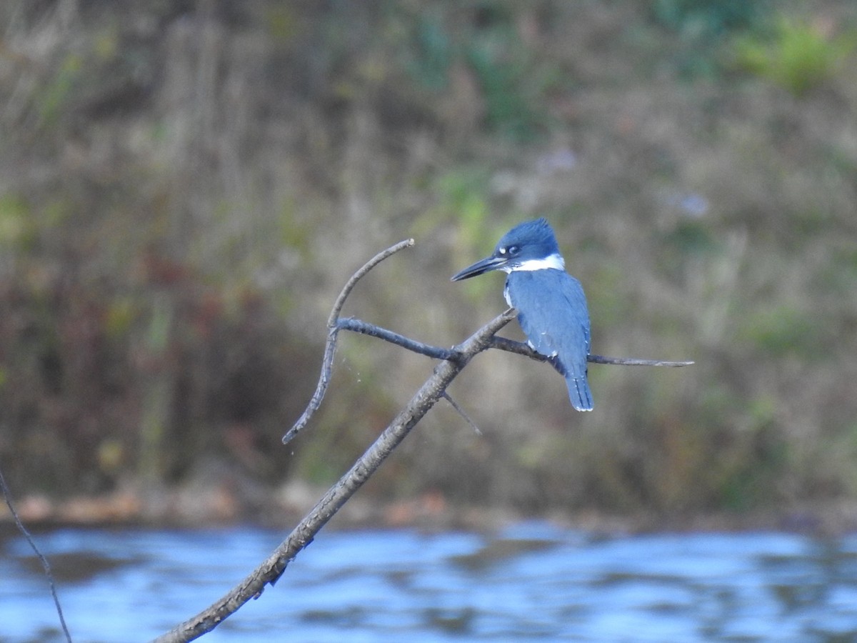 Belted Kingfisher - ML273858131