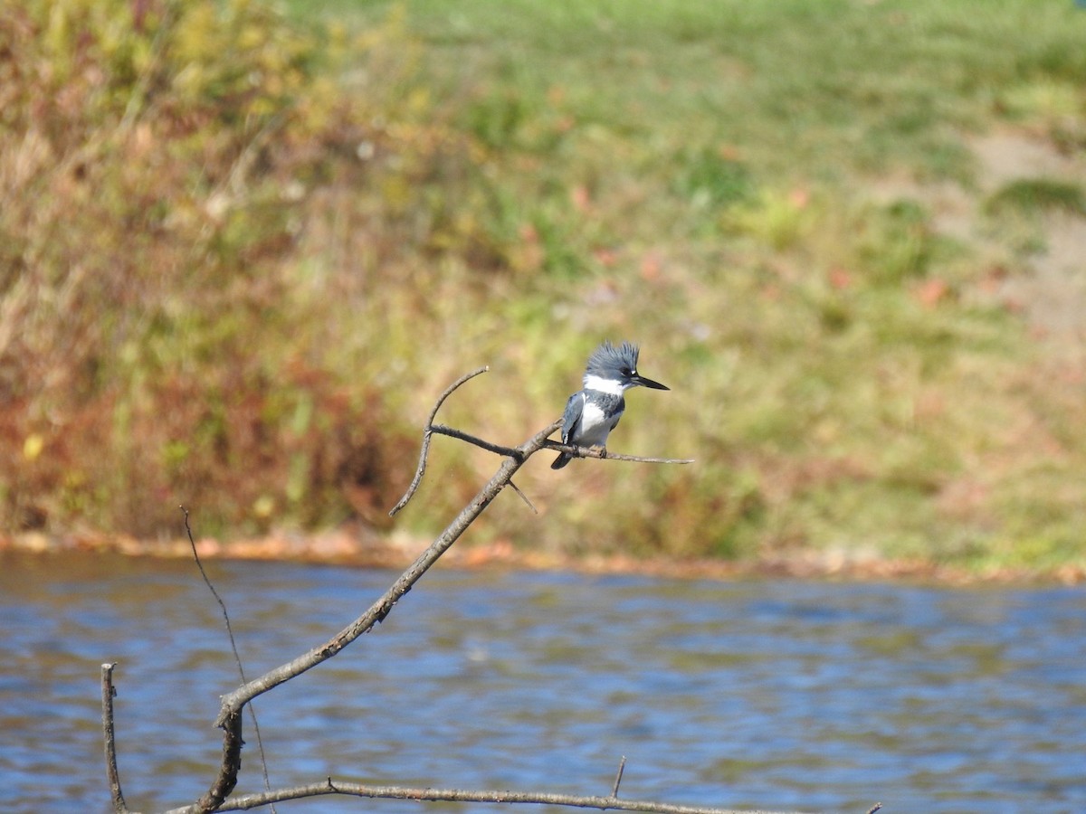 Belted Kingfisher - ML273858141