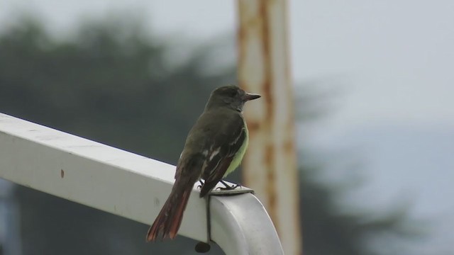 Great Crested Flycatcher - ML273858431