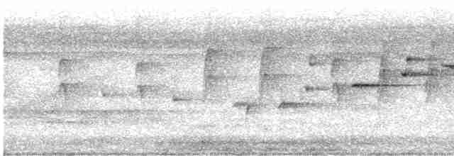 Gray Fantail (alisteri) - ML273860881