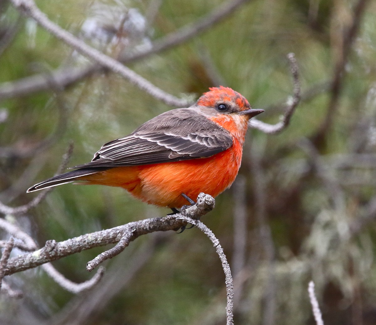 Vermilion Flycatcher - Pair of Wing-Nuts
