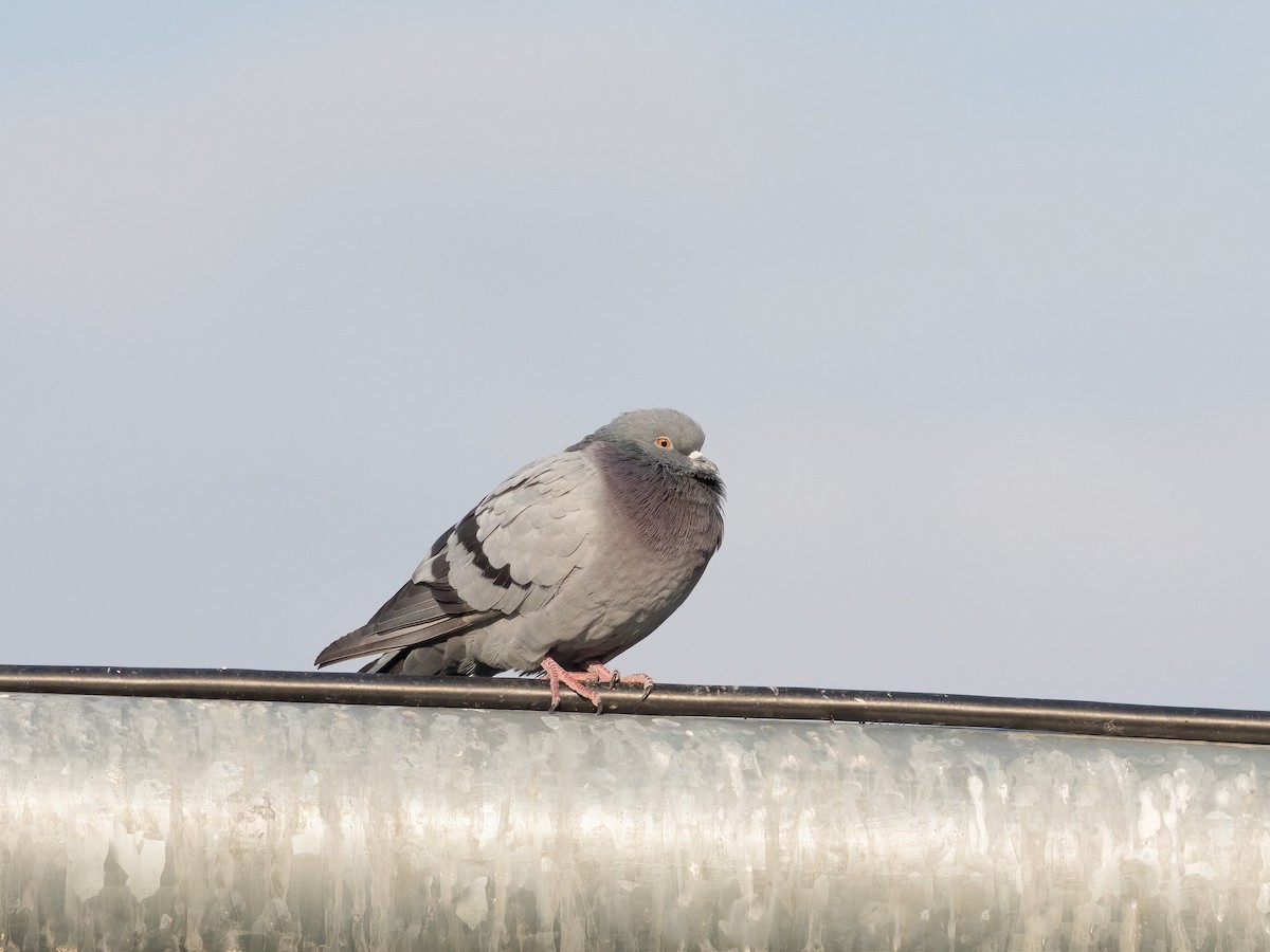 Rock Pigeon (Feral Pigeon) - ML273862331