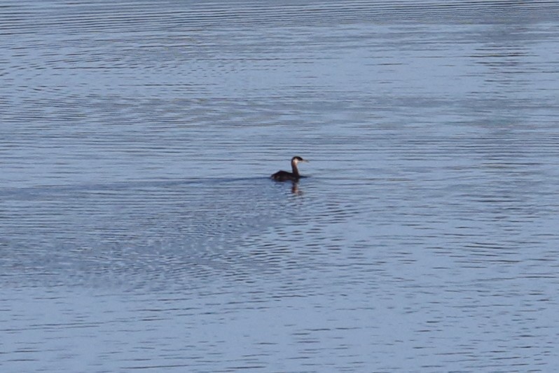 Red-necked Grebe - ML273862481