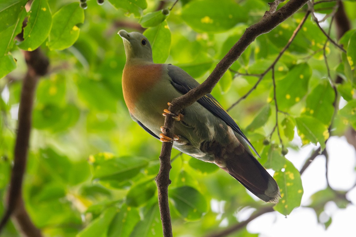 Large Green-Pigeon - Pittch Suntichitrungruang
