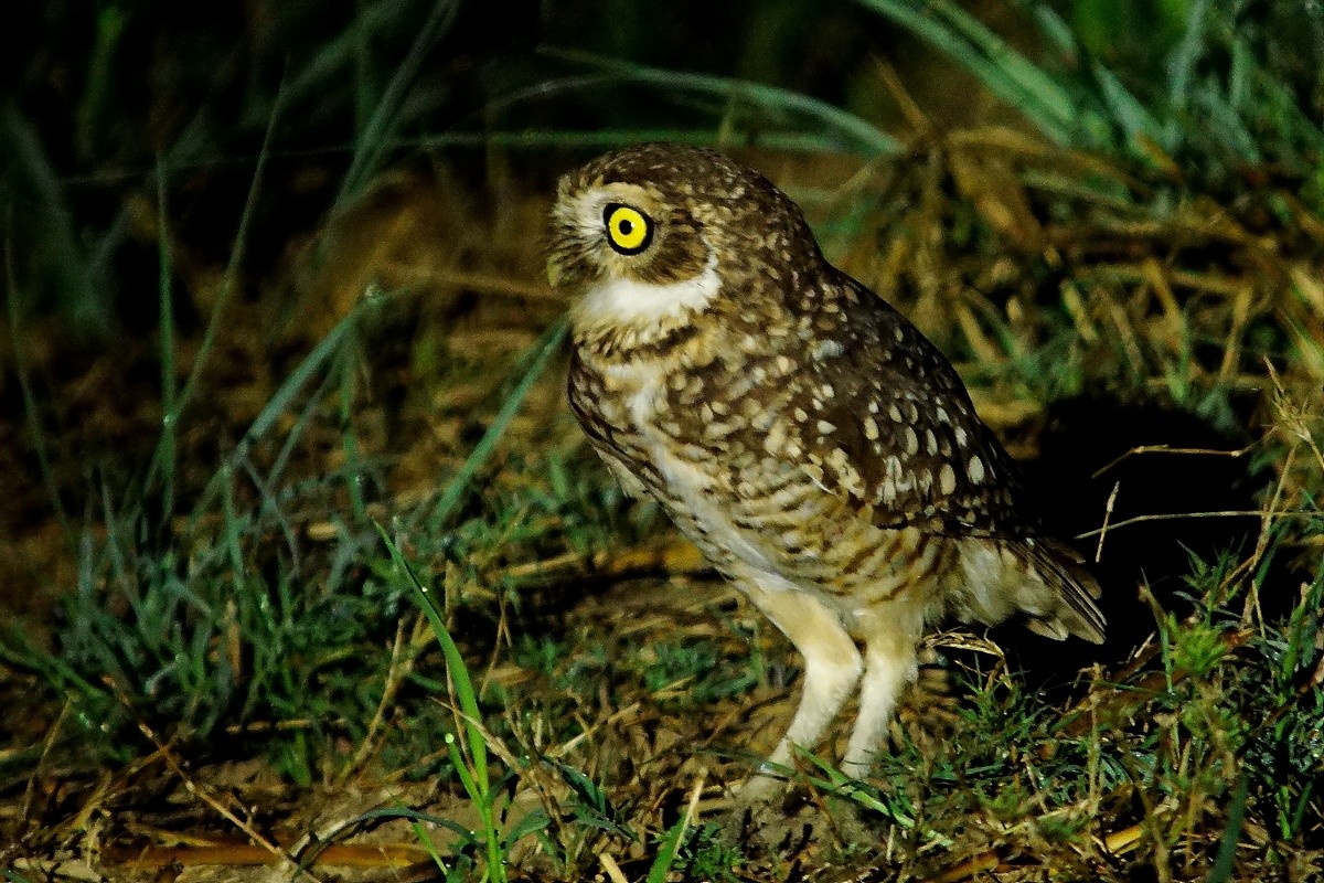 Burrowing Owl - ROYAL FLYCATCHER /Kenny Rodríguez Añazco