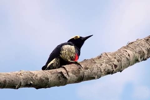 Yellow-tufted Woodpecker - ML273866581