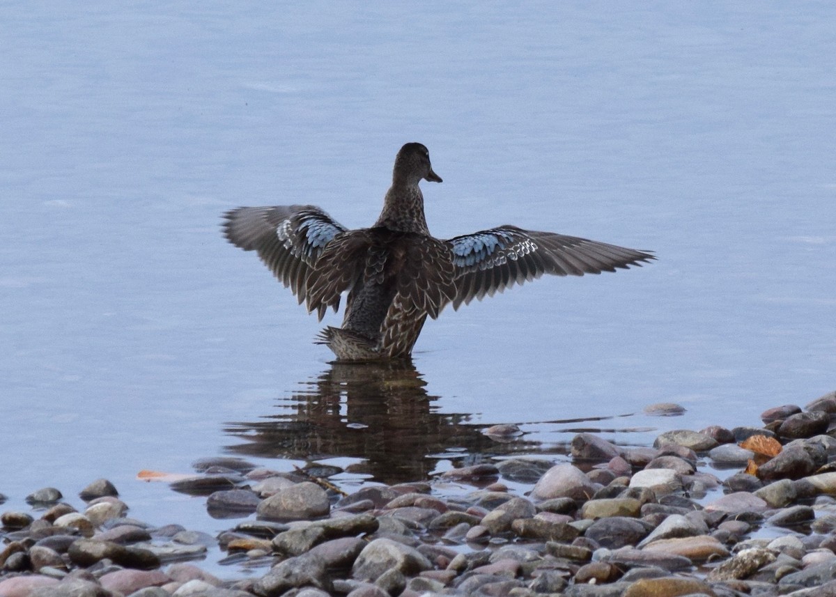 Blue-winged Teal - ML273873061