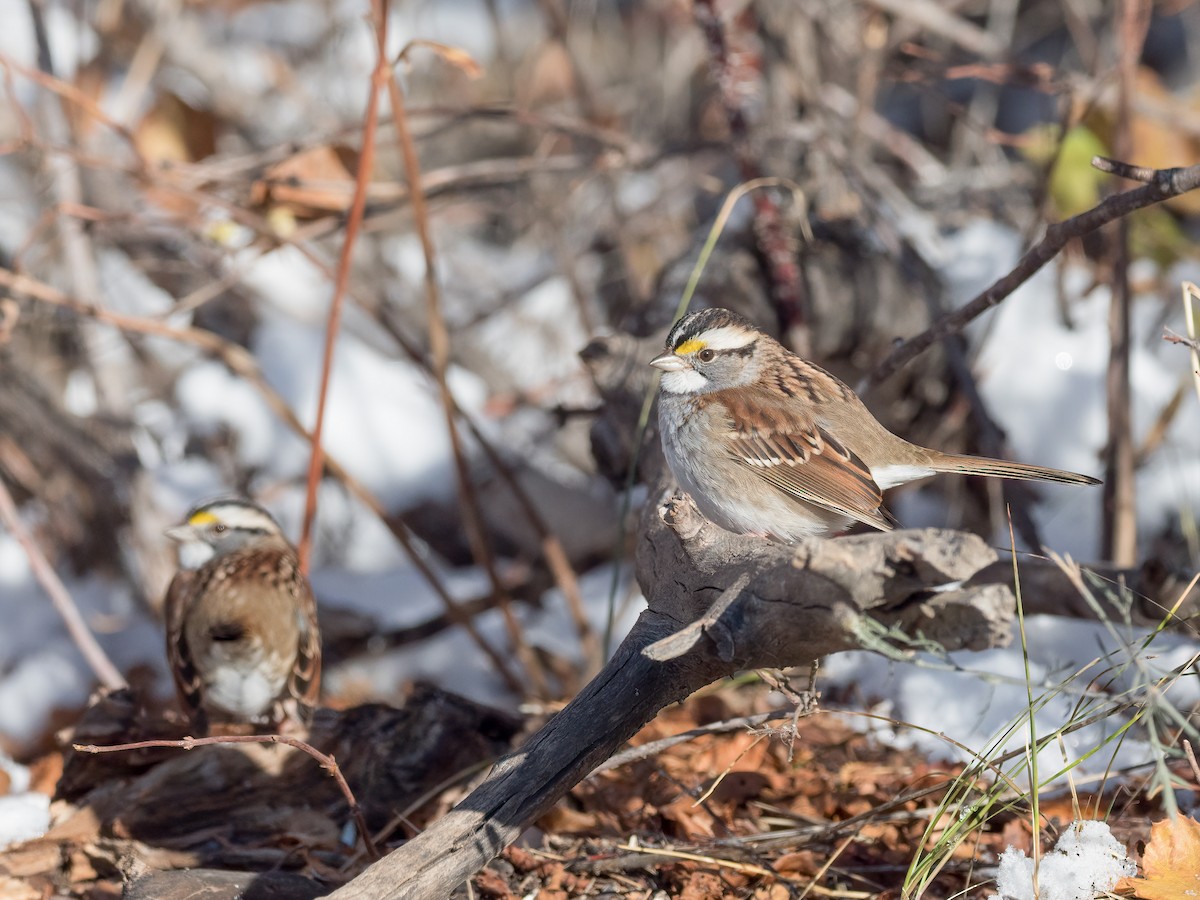 White-throated Sparrow - ML273873771