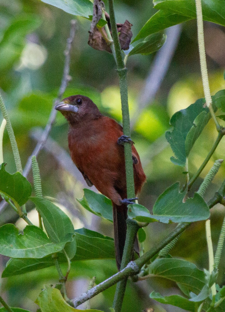 Silver-beaked Tanager - ML273875371