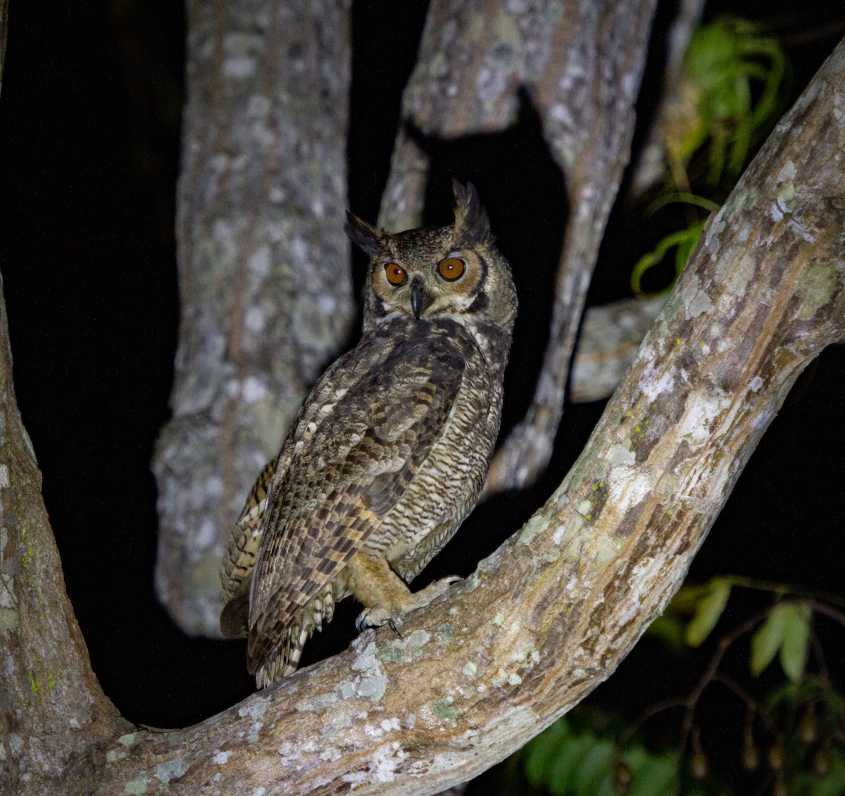 Great Horned Owl - ML273879231