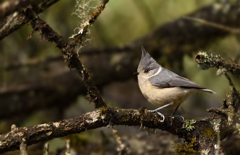 Gray-crested Tit - ML273881271
