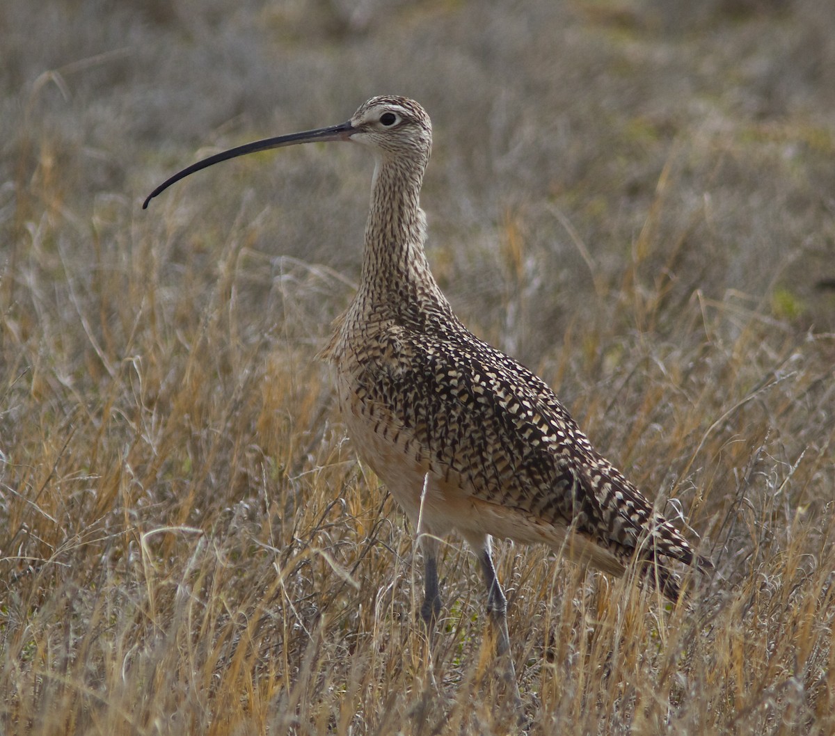 Long-billed Curlew - ML27388241