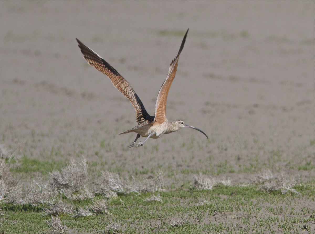 Long-billed Curlew - ML27388281