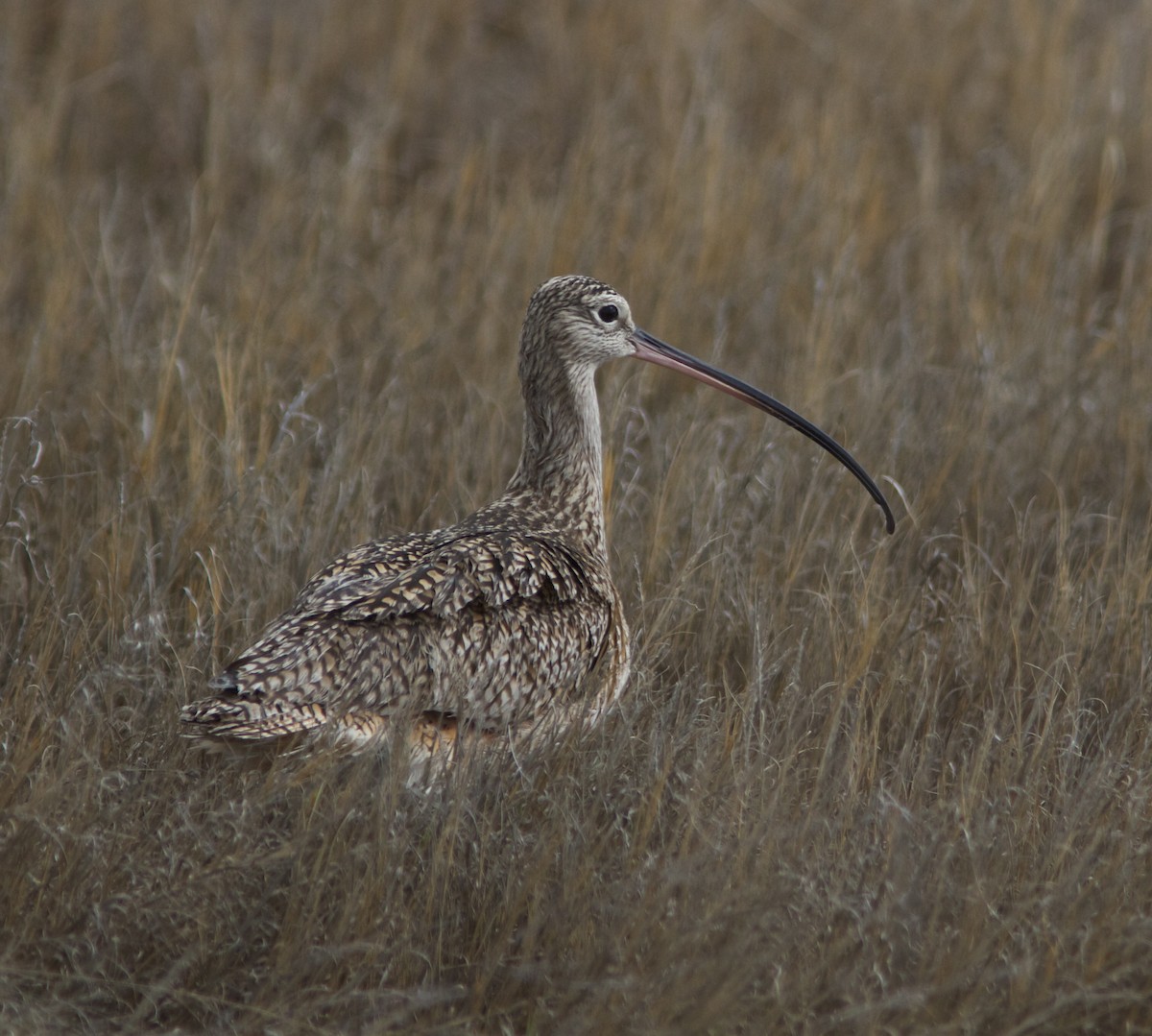 Long-billed Curlew - ML27388291