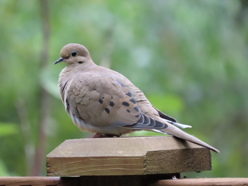Mourning Dove - Heidi Powers-Armstrong