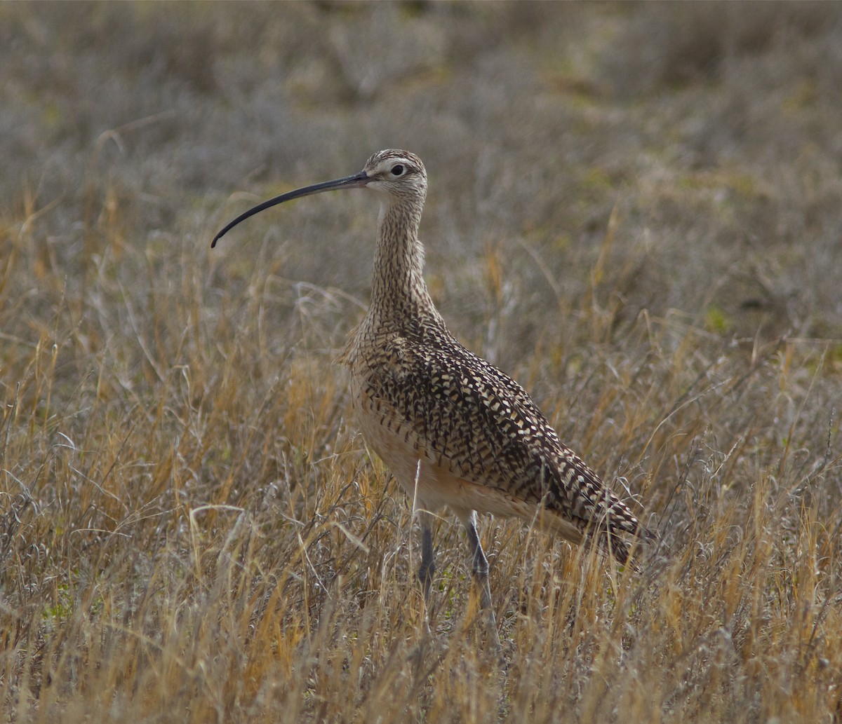 Long-billed Curlew - ML27388371
