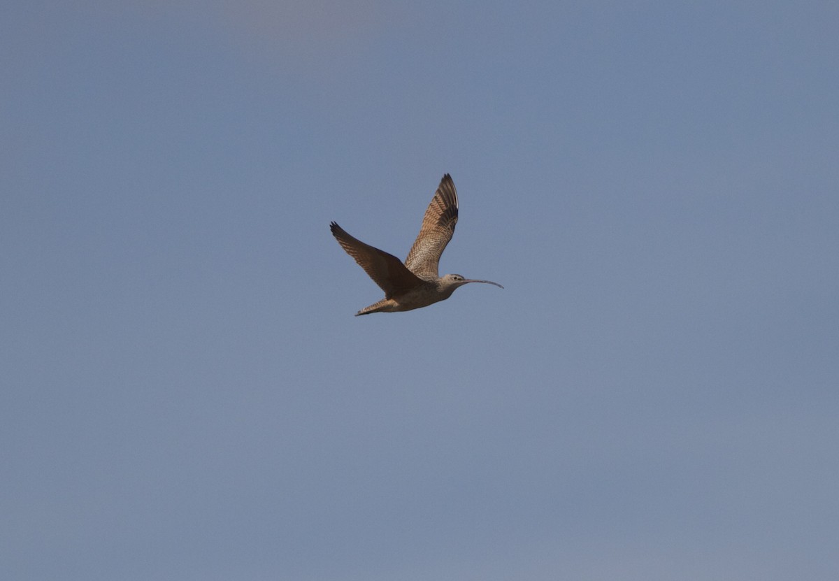 Long-billed Curlew - ML27388411