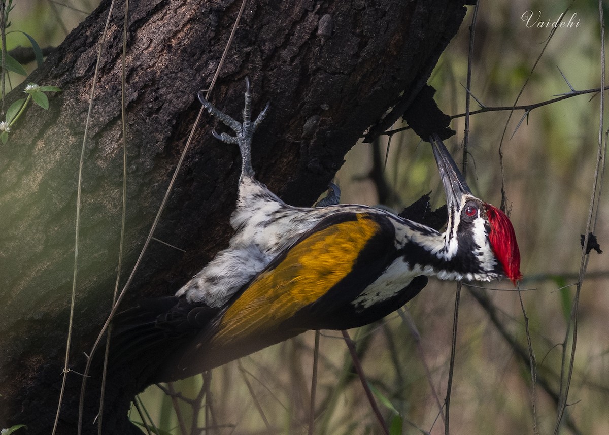 White-naped Woodpecker - Vaidehi  Gunjal