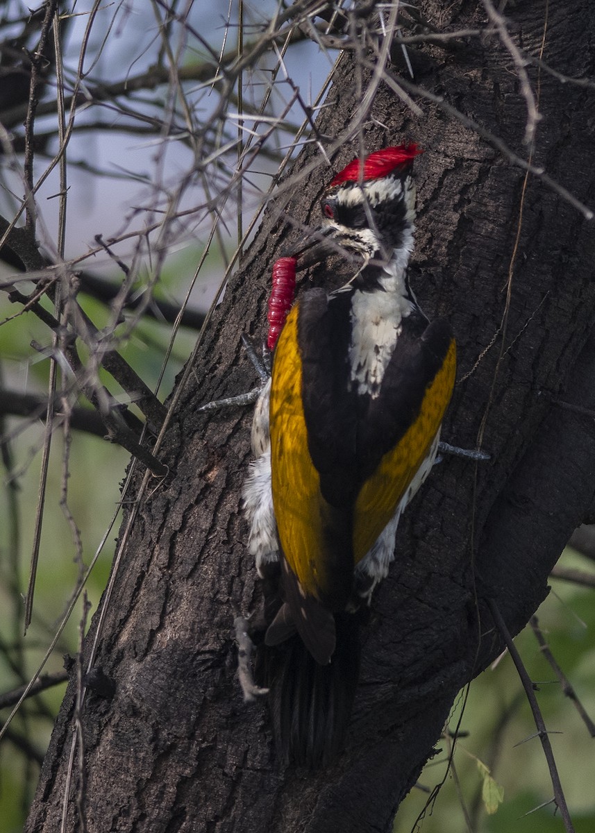White-naped Woodpecker - Vaidehi  Gunjal