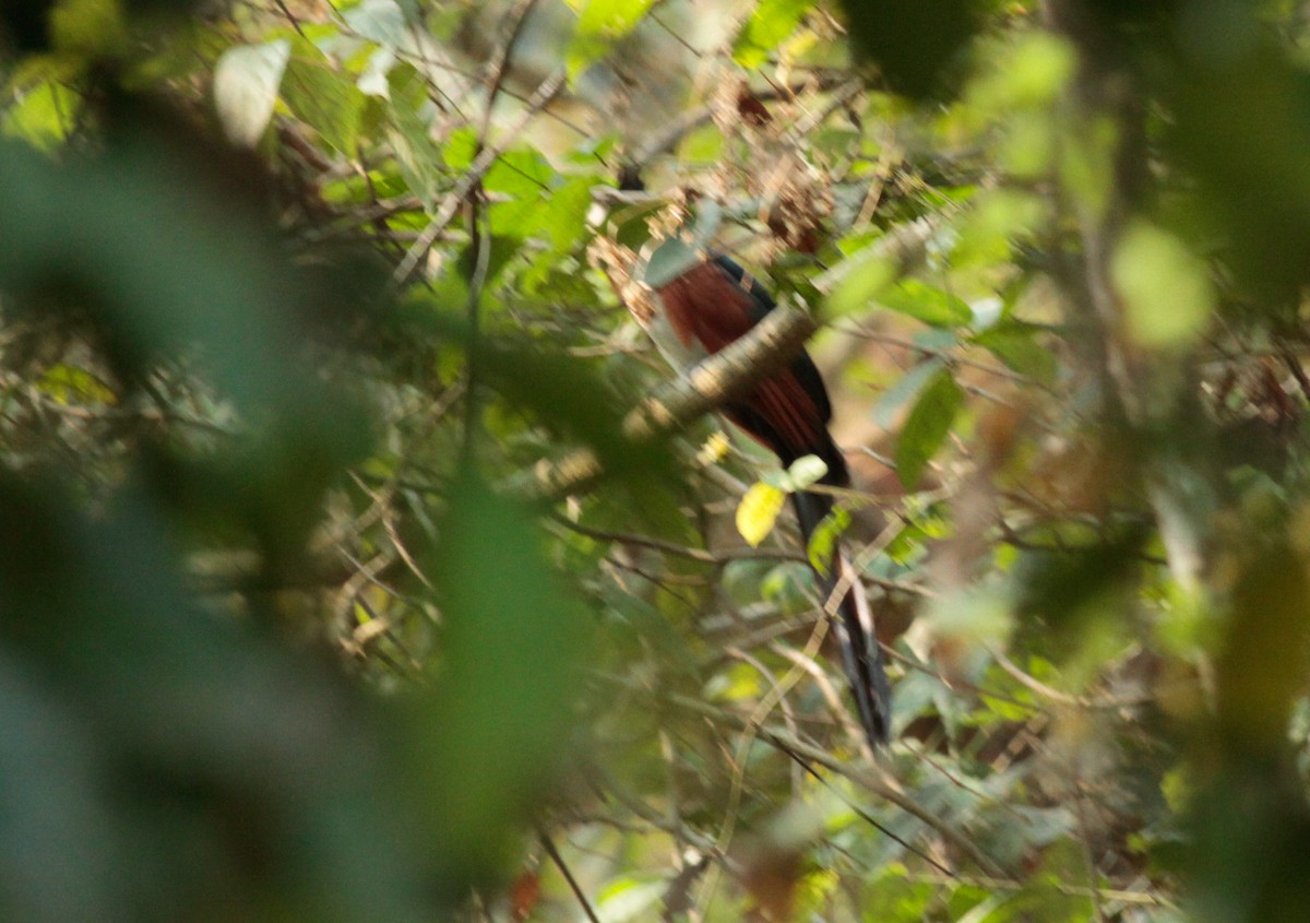 Chestnut-winged Cuckoo - Sathyan Meppayur