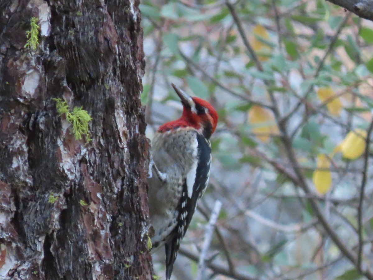 Red-naped x Red-breasted Sapsucker (hybrid) - Manolo Turner