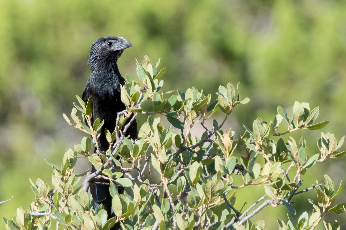 Groove-billed Ani - Phil Chaon