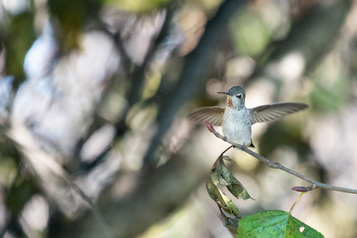 Anna's Hummingbird - Sulli Gibson