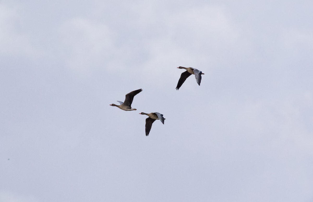 Greater White-fronted Goose - Clement Charenton