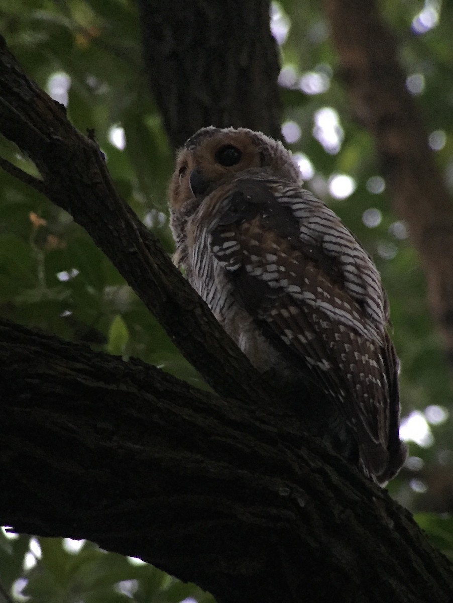 Spotted Wood-Owl - Martin Kennewell
