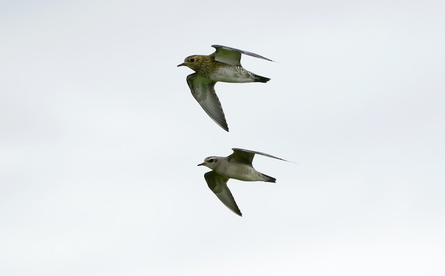 Possible confusion species: European Golden-Plover (<em class="SciName notranslate">Pluvialis apricaria</em>). - American Golden-Plover - 