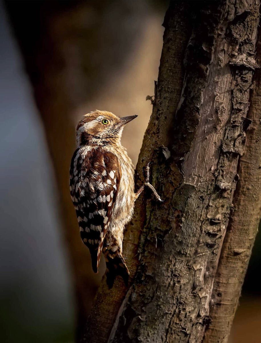 Brown-capped Pygmy Woodpecker - ML273904821