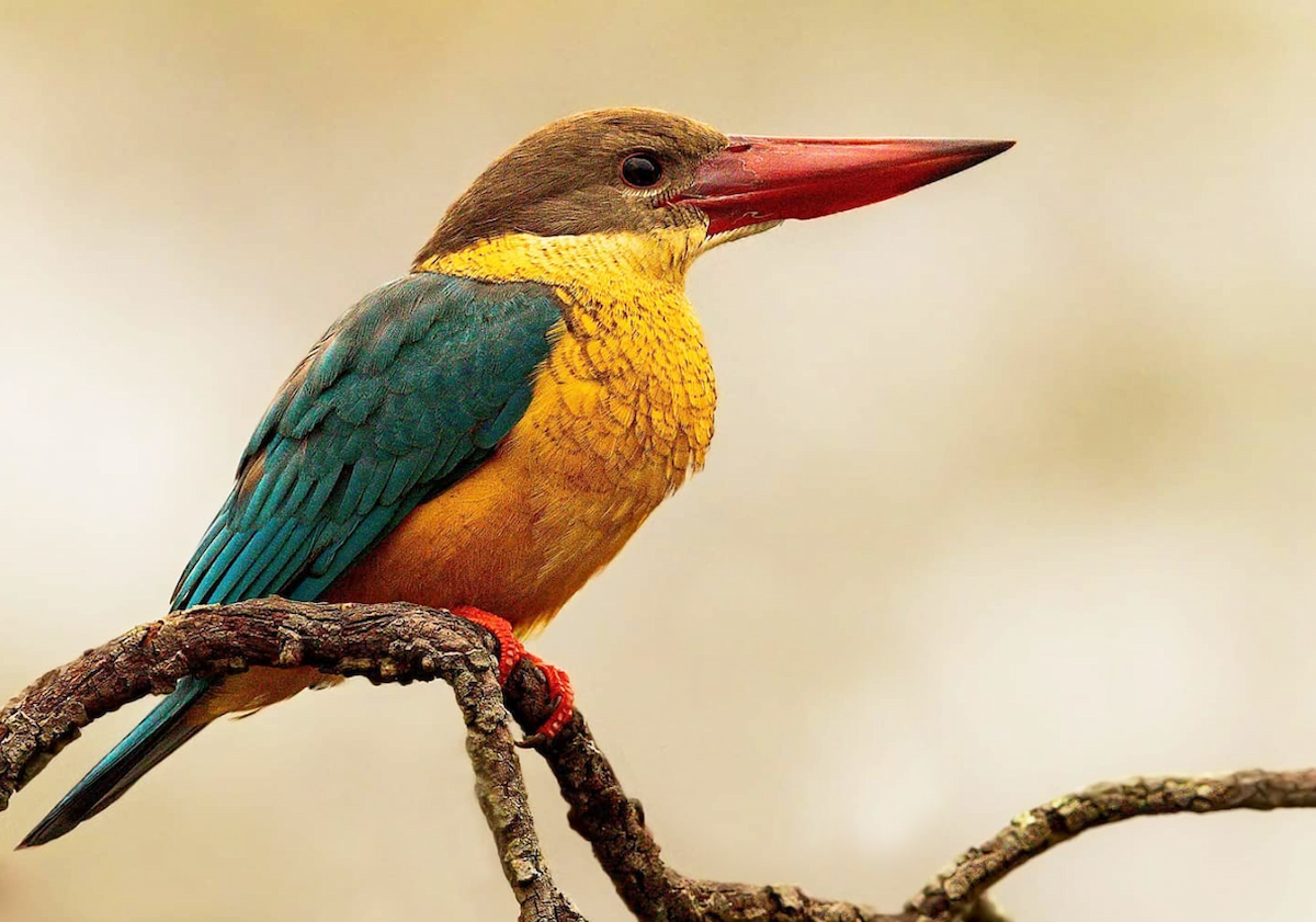 Stork-billed Kingfisher - Nepal Important  Bird Records