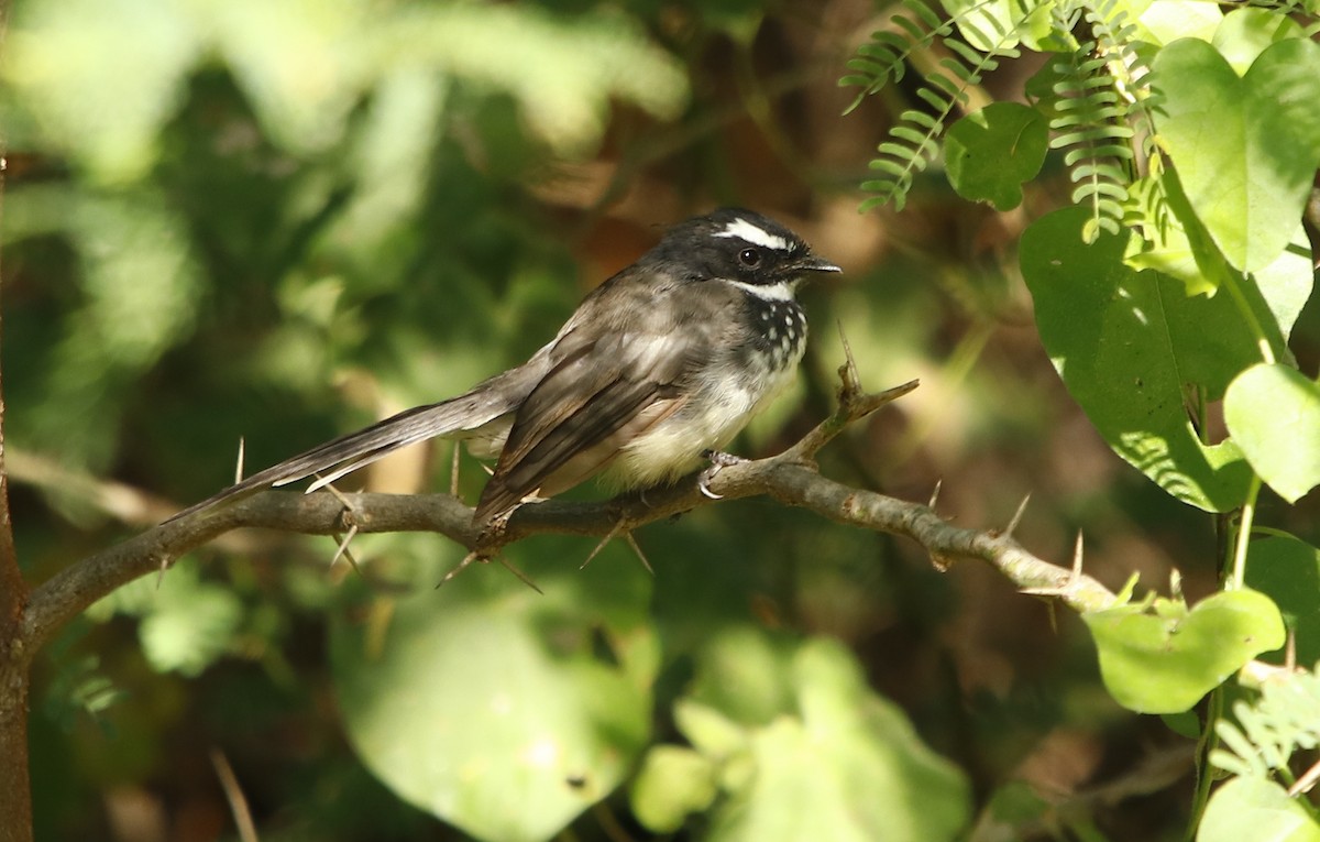 Spot-breasted Fantail - ML273906341