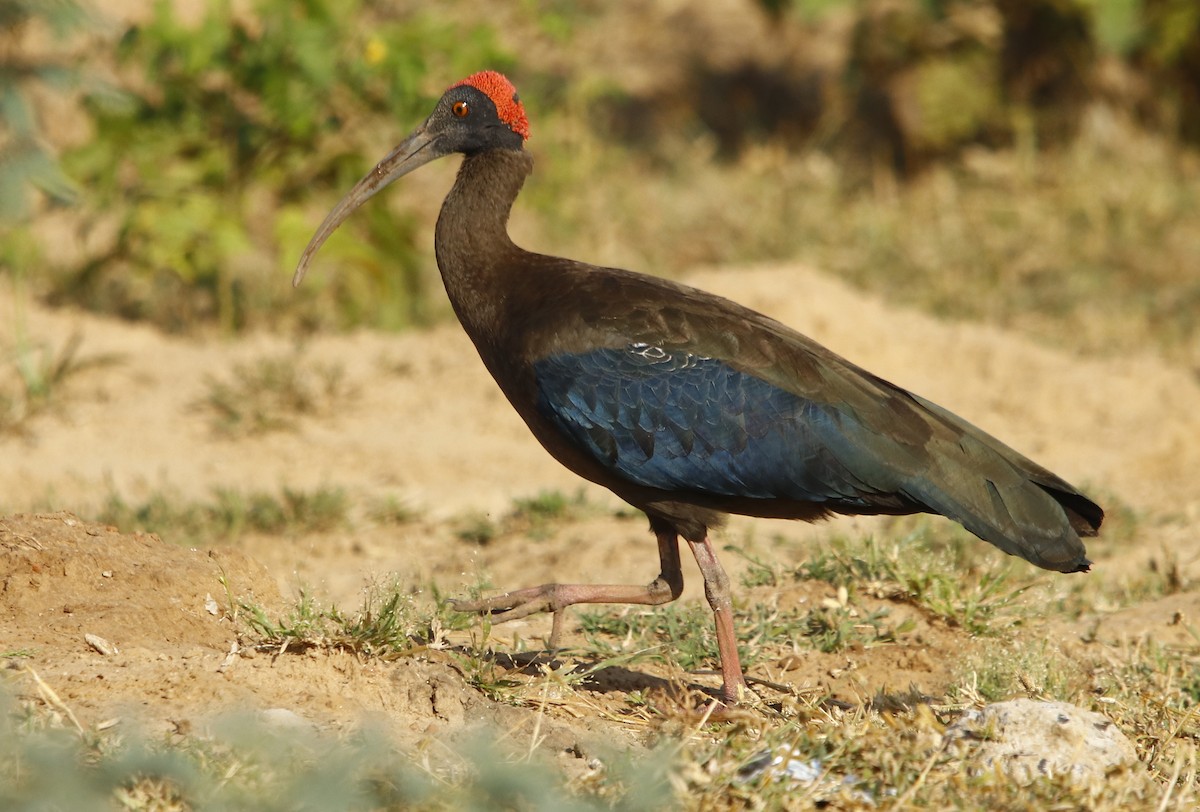 ibis bradavičnatý - ML273906801