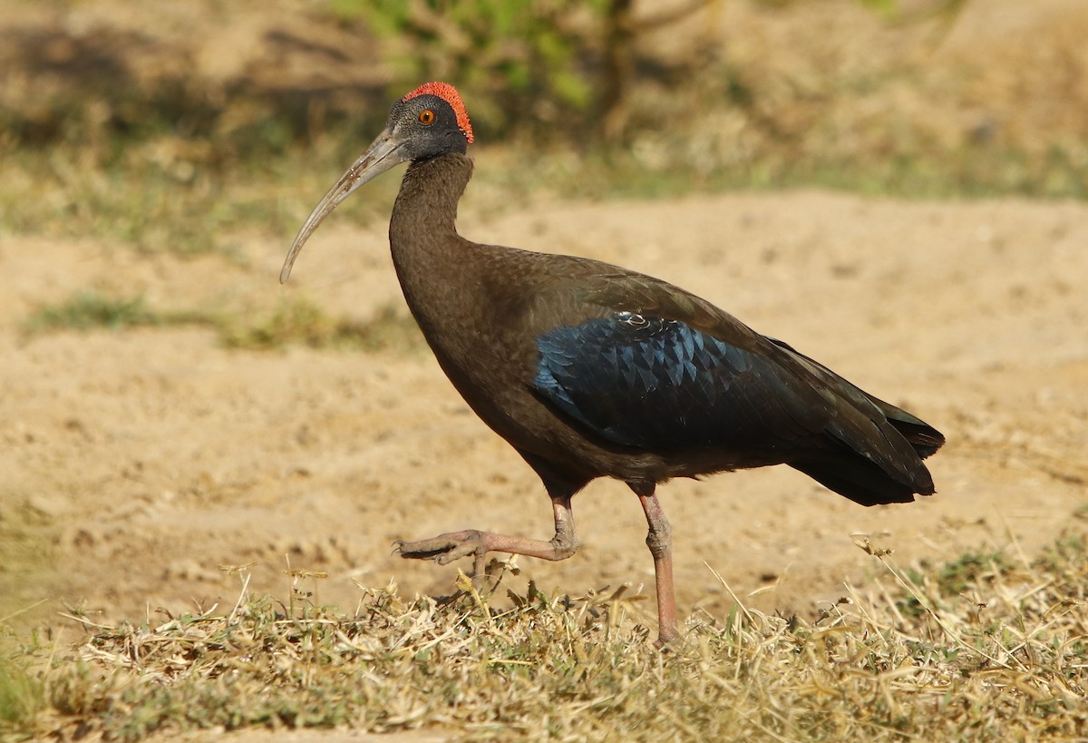 ibis bradavičnatý - ML273906981
