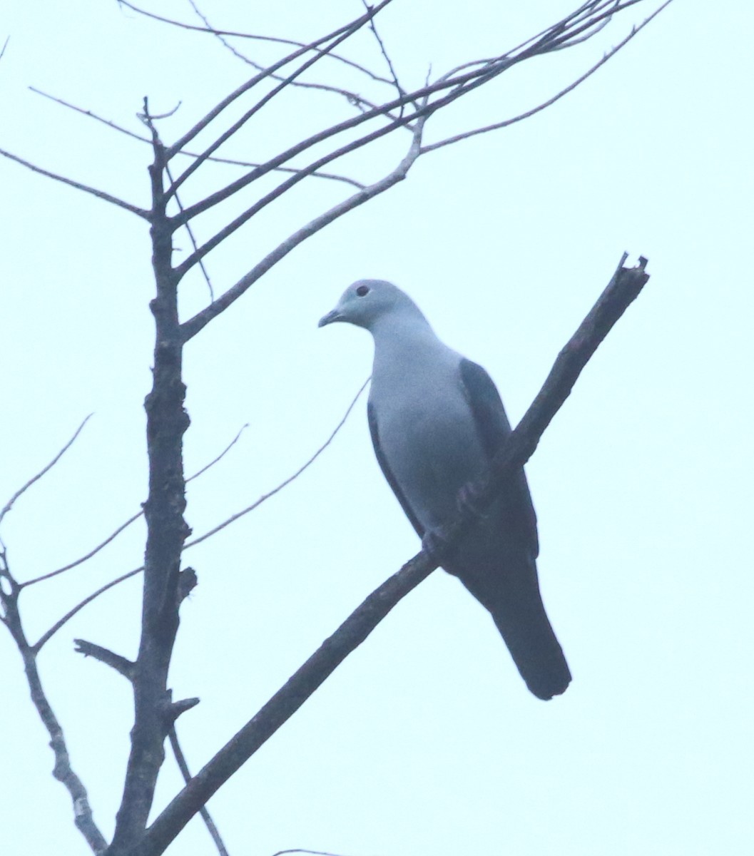 Gray Imperial-Pigeon - ML273912591